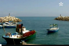 ميناء سيدي حْسَاين وسمكة الشَّارغُــو