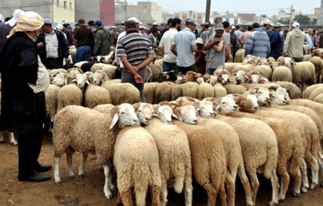 وزارة الاوقاف : عيد الاضحى بالمغرب يوم الاثنين 12 غشت