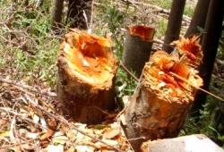 تنديد واسع بجريمة قطع 500 شجرة بجماعة بني جميل بإقليم الحسيمة