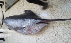 اصطياد سمكة ابو سيف عملاقة تزن حوالي نصف طن بسواحل الحسيمة