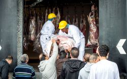مغاربة هولندا يتجهون نحو مقاطعة اضحية العيد