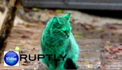 قط أخضر زمردي غريب يظهر في شوارع بلغاريا ويصيب الناس بالدهشة