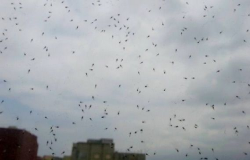 الحسيمة.. اسراب البعوض تهاجم ساكنة ايت يوسف وعلي وتقض مضاجعهم