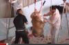 مغاربة بلجيكا واجواء عيد الاضحى