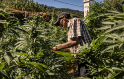 لفتيت: توسع قياسي في زراعة القنب الهندي المقنن