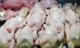 مهنيون : اللحوم البيضاء المسوقة بجهة الشمال لا تشكل أي خطر
