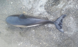 بحر اقليم الحسيمة يلفظ جثث دلافين نفقت في ظروف غامضة