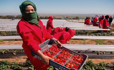 إسبانيا ترغب في تشغيل 16 ألف عاملة مغربية