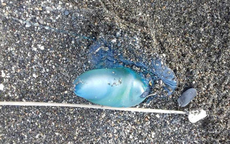 كائن ظهر بسواحل الريف يرسل 5 مصطافين الى المستشفى في اسبانيا