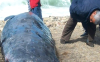 العثور على جثة حوت نادر على شاطئ باقليم الحسيمة