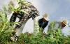 وكالة فرنس برس: ثقافة زراعة  الكيف بالريف تعرف ازدهارا كبيرا