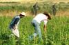 مزارعو الكيف يهددون بـ»انتفاضة شعبية» ضد مشاريع «تقنين زراعة الحشيش»