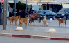 السلطات المحلية تطلق حملة لقتل الكلاب الضالة باقليم الحسيمة