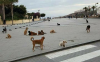 الكلاب الضالة تهدد المواطنين بمدينة الحسيمة
