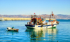 قطاع الصيد البحري من أهم رافعات الاقتصاد المحلي بمدينة الحسيمة