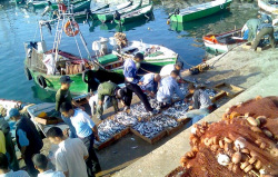 اسماك ممنوعة من الصيد تباع في ميناء الحسيمة