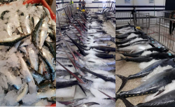 مطالب بإحداث وحدات لتصبير السمك بالحسيمة بسبب الوفرة في الانتاج