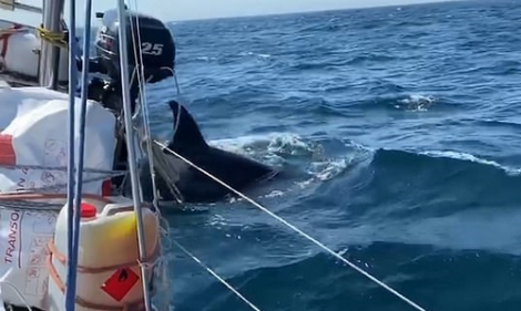 حيتان "الاوركا" القاتلة تهاجم قوارب في المتوسط قرب المغرب