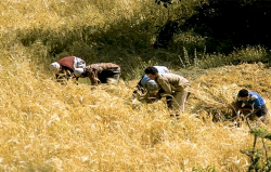 جهة الشمال.. حالة 70 إلى 80 في المائة من المزروعات بين متوسطة وجيدة