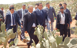 وزارة اخنوش تعتزم انشاء وحدتين لتعليب وتثمين "الهندية" بالحسيمة