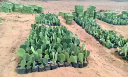 فلاحو إقليم الحسيمة يطالبون بمشاريع لغرس الصبار المقاوم للحشرة القرمزية