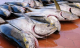 درك تزاغين يحجز حوالي 900 كلغ من سمك التونة