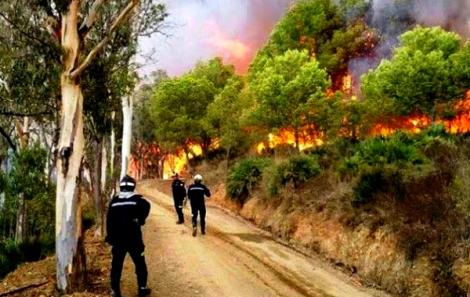 جهة طنجة الحسيمة أكثر المناطق تضرّرا من الحرائق الغابوية