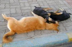 حملة لقتل الكلاب الضالة بالحسيمة تثير حالة من الذعر بين الساكنة و السياح
