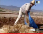 موسم فلاحي ضعيف بإقليم الحسيمة
