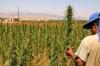 زراعة القنب الهندي بالمغرب.. حقول أقل وحشيش أكثر