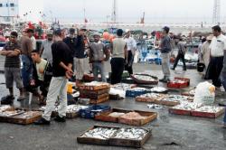 مندوبية الصيد البحري تمنع دخول اسماك الموانئ الاخرى الى ميناء الحسيمة